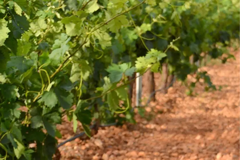 MATARROMERA-Innovacion_Sin_Alcohol-3